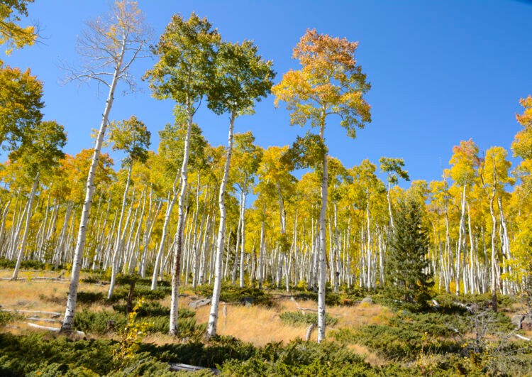 Pando - Discover the World's Largest Organism