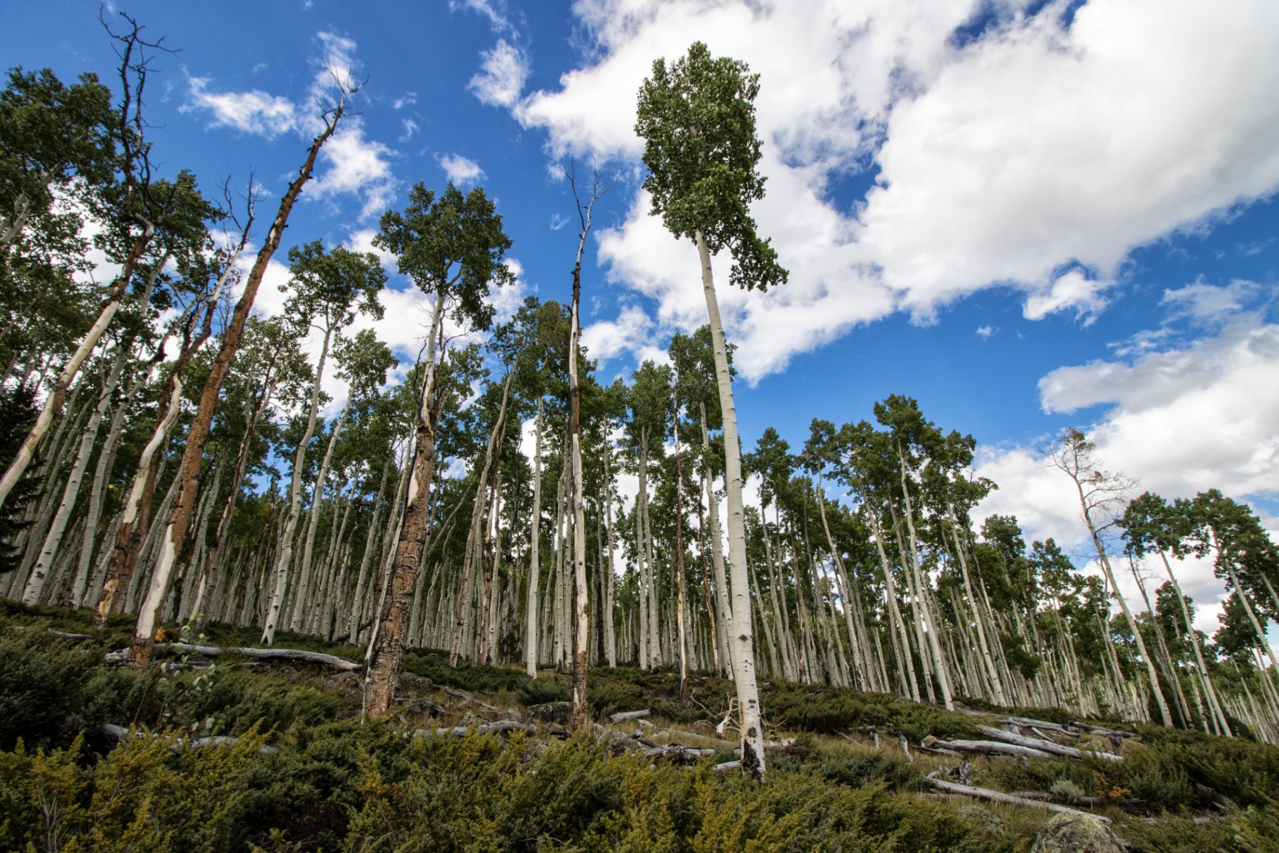 Pando - Discover the World's Largest Organism