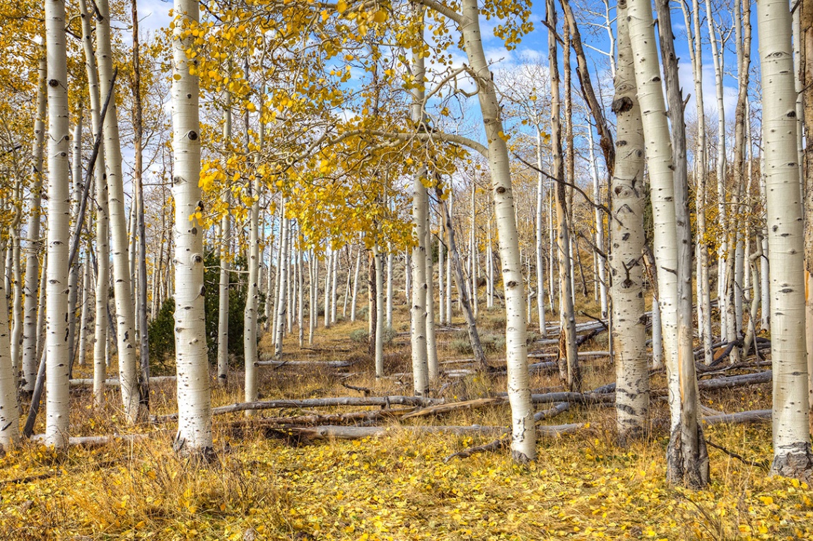 Pando - Discover the World's Largest Organism