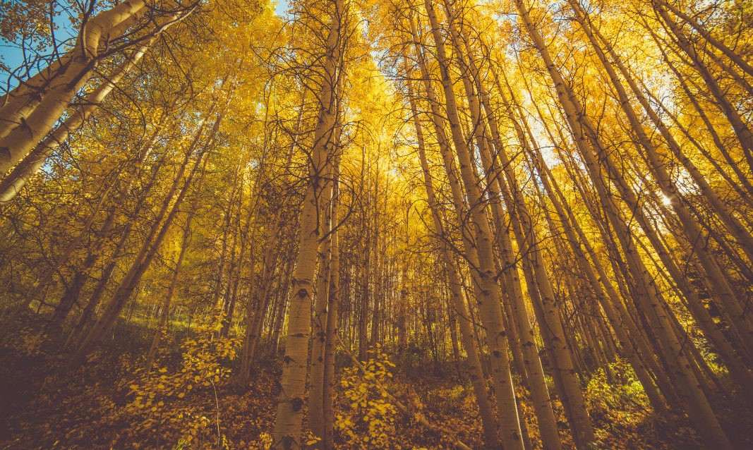 Pando - Discover the World's Largest Organism