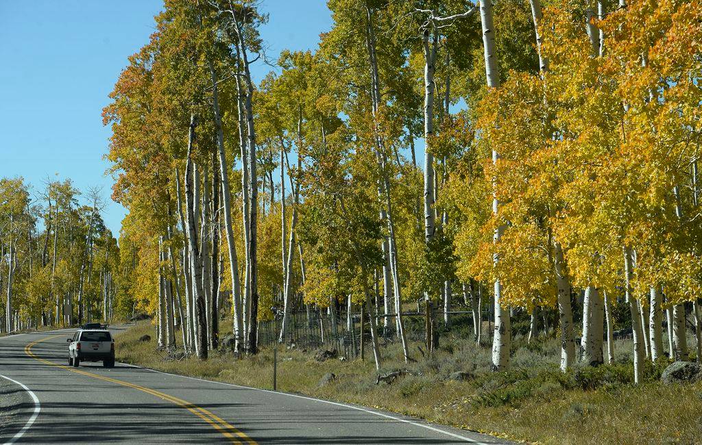 Pando - Discover the World's Largest Organism