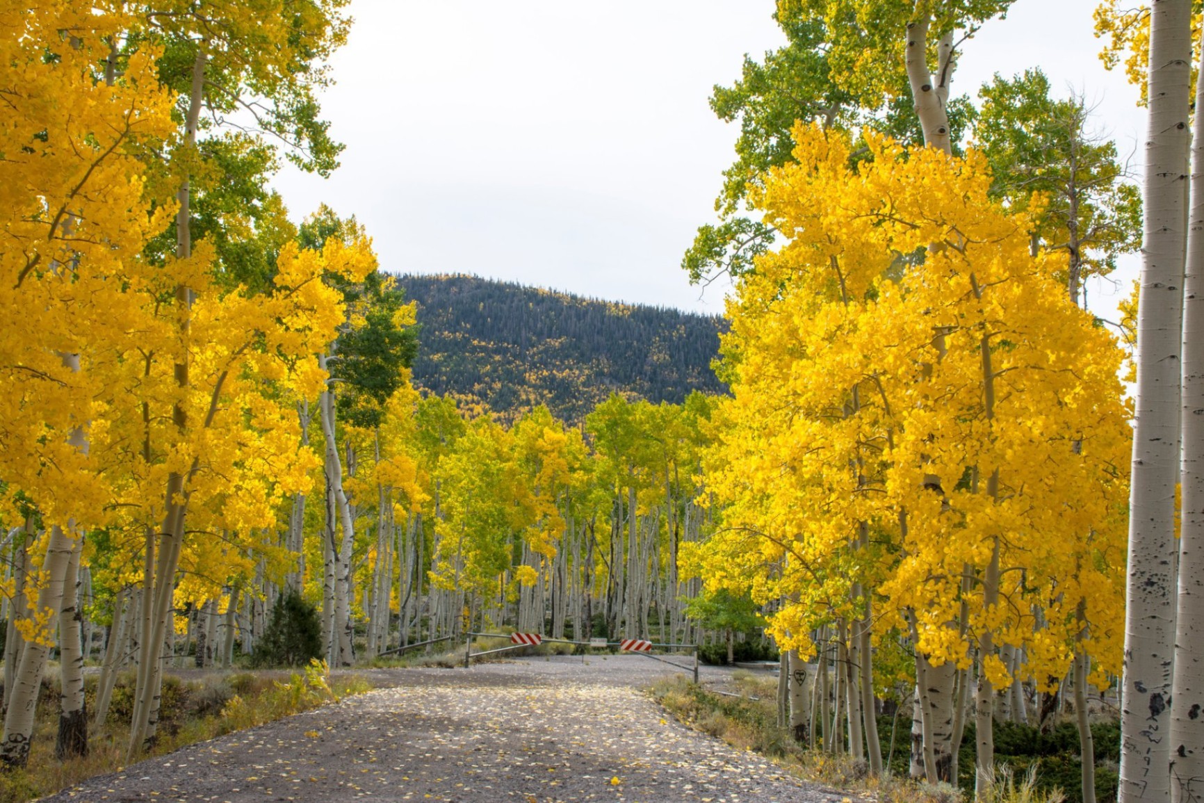 Pando - Discover the World's Largest Organism