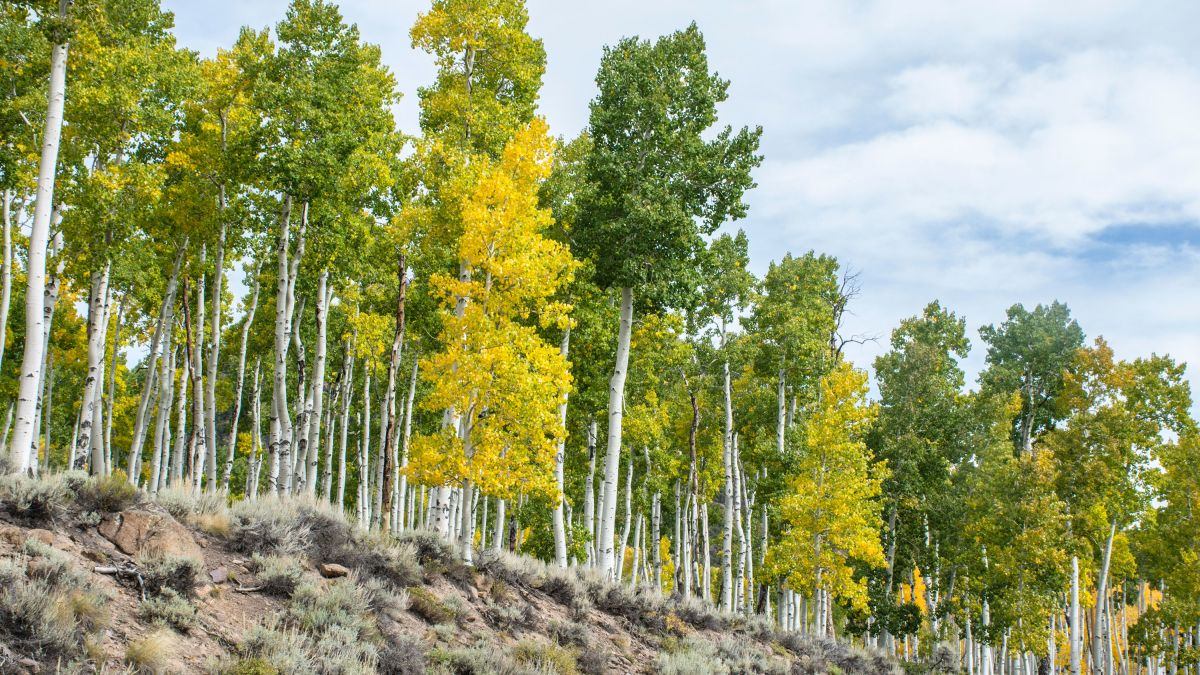 Pando - Discover the World's Largest Organism