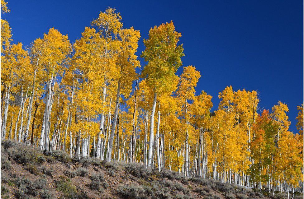 Pando - Discover the World's Largest Organism