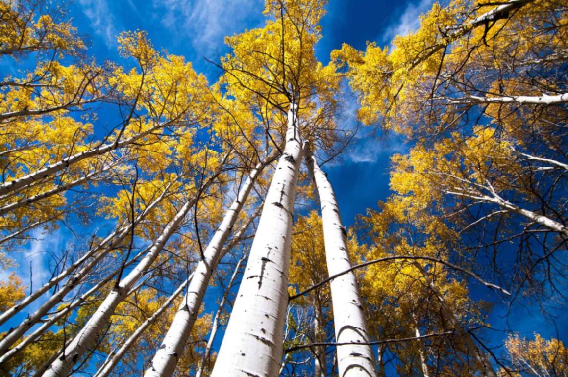 Pando - Discover the World's Largest Organism