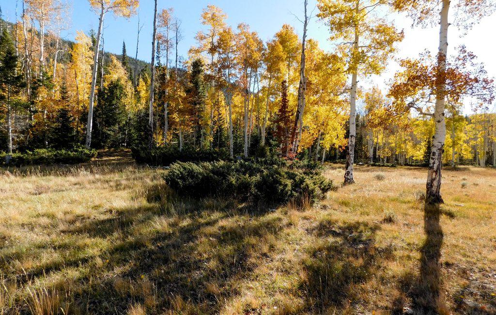 Pando - Discover the World's Largest Organism