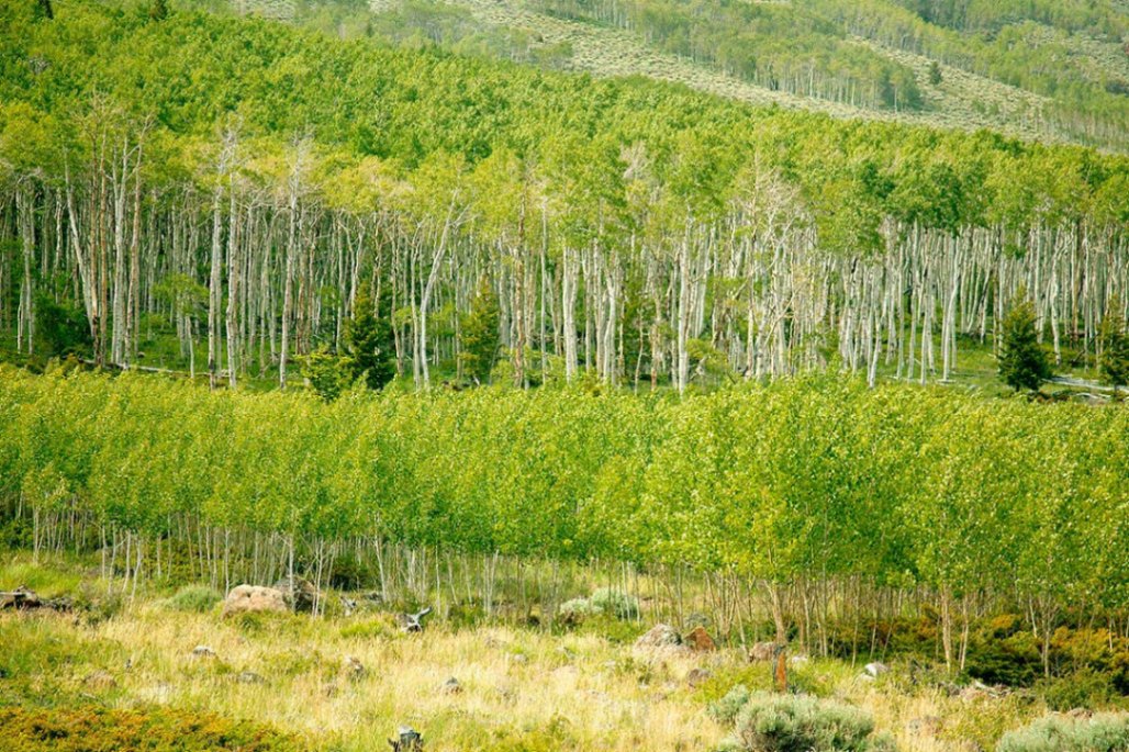 Pando - Discover the World's Largest Organism