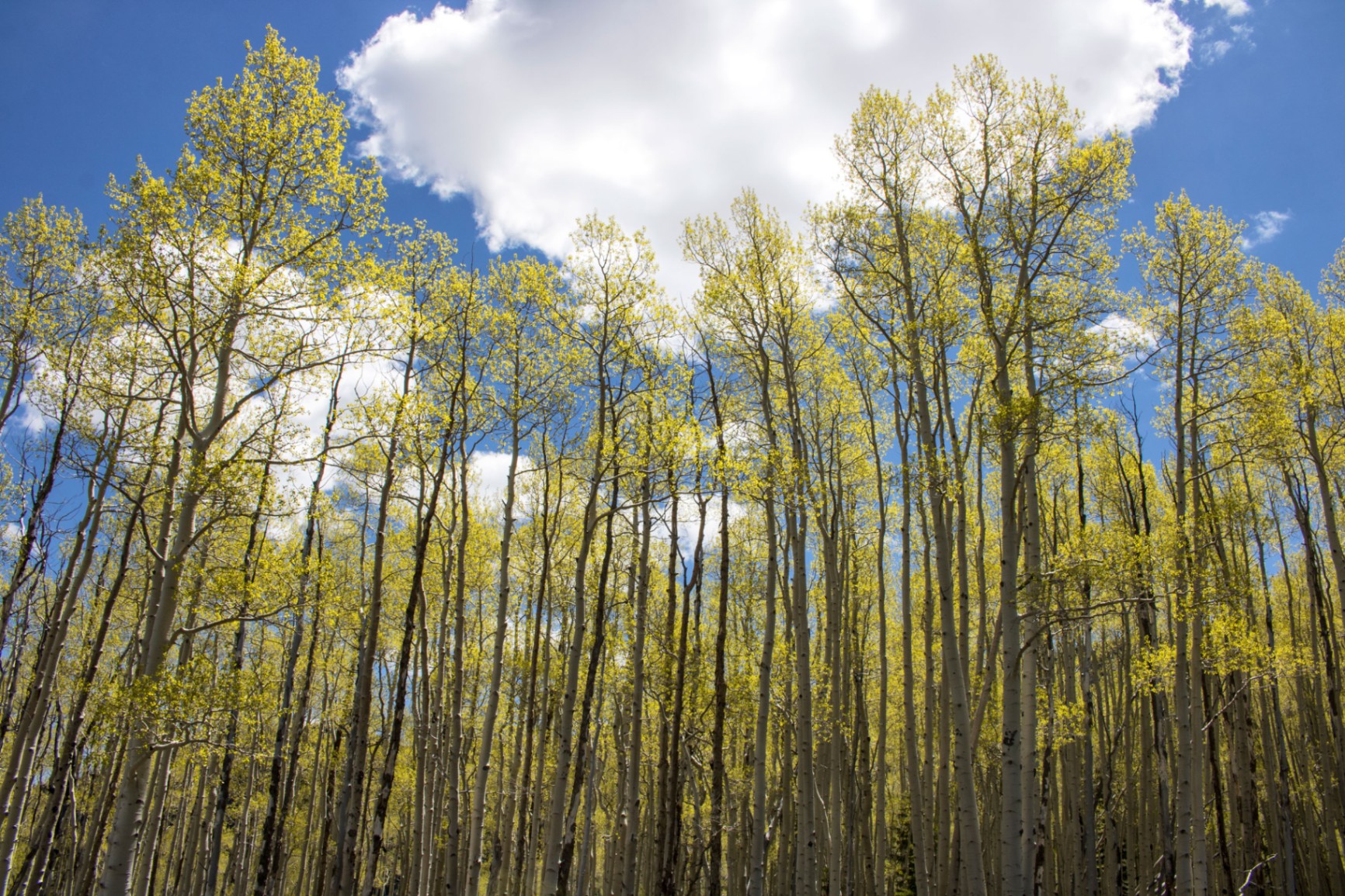 Pando - Discover the World's Largest Organism