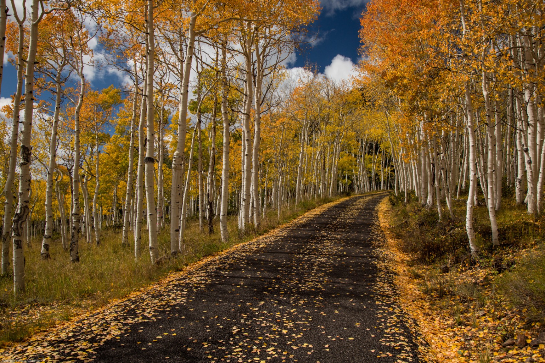 Pando - Discover the World's Largest Organism